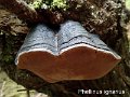 Phellinus igniarius-amf1551